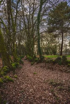 Path in the forest Stock Photos