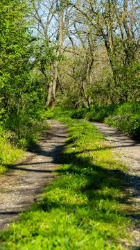A path in the forest Stock Photos