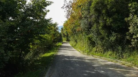 Path in the forest Foto stock