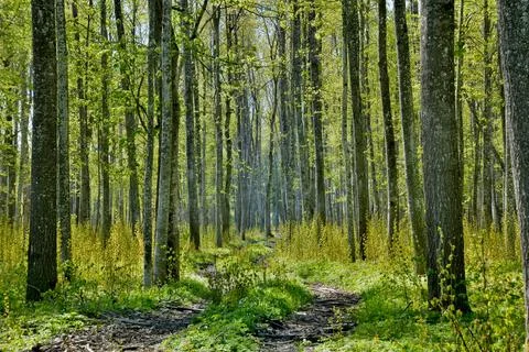 Path in a forest Foto stock