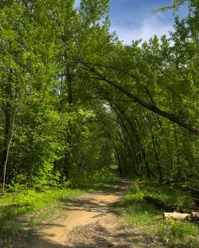 Path in the forest Foto stock