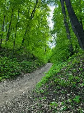 Path in the forest Foto stock