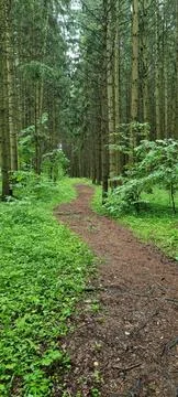 A path in the forest Stock Photos