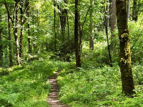 A path in the forest Stock Photos