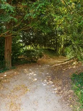 Path in the forest Foto stock
