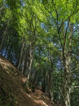 Path in the forest Fotos de archivo