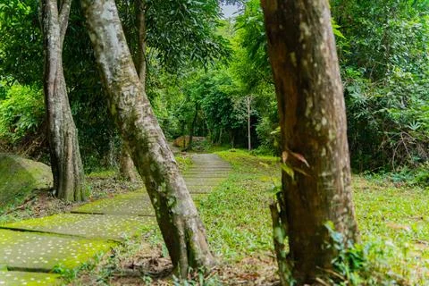 A path in the forest. 스톡 사진