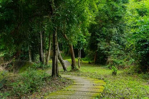 A path in the forest. Stock Photos