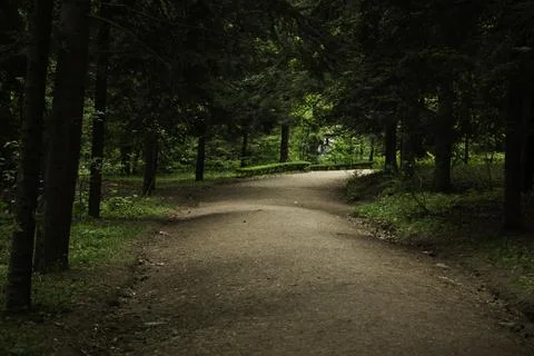Path in the forest Foto stock