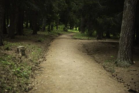 Path in the forest 스톡 사진