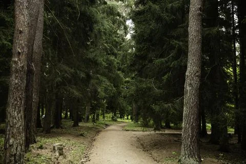 Path in the forest Stock-Fotos