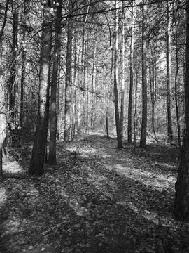 Path in the forest Fotos de archivo