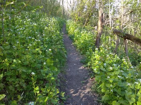 Path in the forest Stock Photos