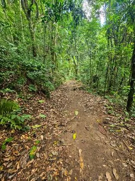 Path in the Forest Stock Photos