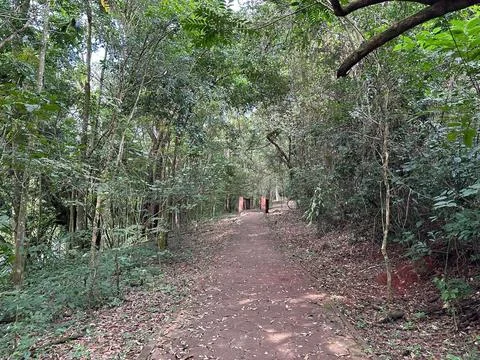 Path in the Forest Stock Photos