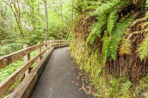 Path in forest. Stock Photos