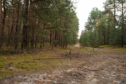 Path in a forest of pine trees Foto stock