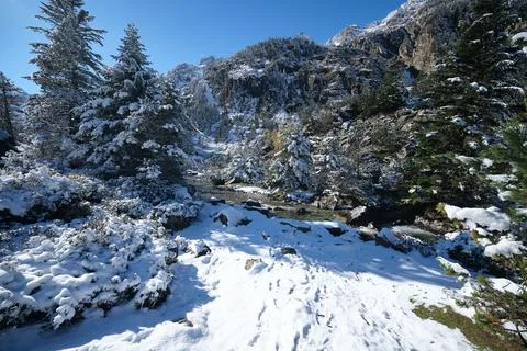 Path in the forest of the pyrenees 스톡 사진