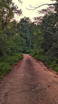 Path Into The Forest By Roadside 库存照片