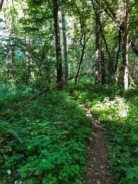 Path in the forest Russia Stock Photos