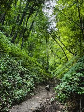Path in the forest Russia Stock Photos