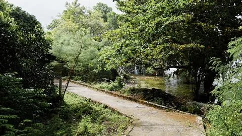 A path in a forest with a small stream running alongside it Stock Photos