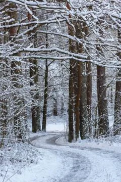 Path in forest snowfall after inside natural stand, Bialowieza Forest, Poland Foto stock