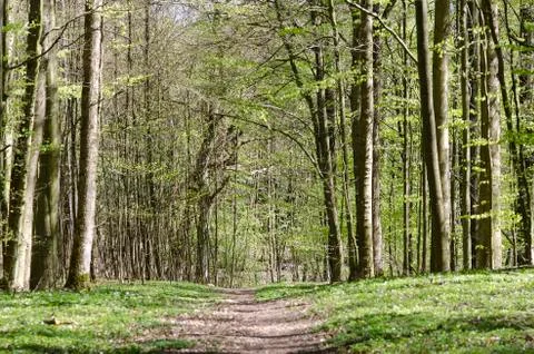 Path in forest in spring Stock Photos