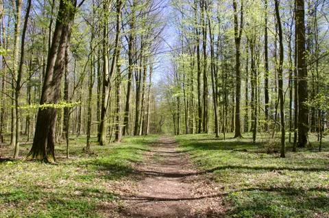 Path in forest in spring Foto stock