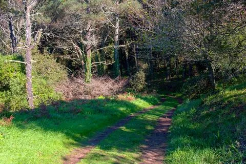 Path in the forest in the spring season. Spring in the forest. Stock Photos