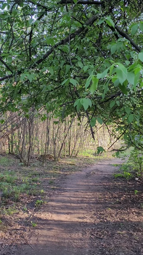 Path in the forest in spring vertical video Video stock 307417986