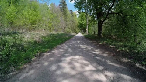 A path in the forest at springtime Stock Footage 129079370