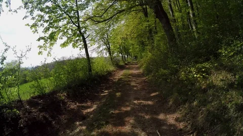 A path in the forest at springtime Stock Footage 129084182