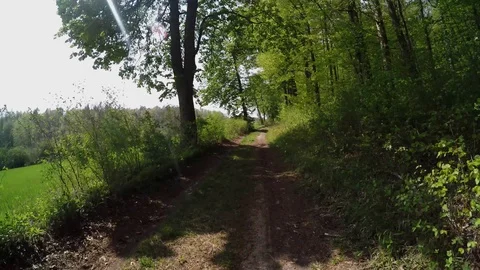 A path in the forest at springtime Stock Footage 129088315