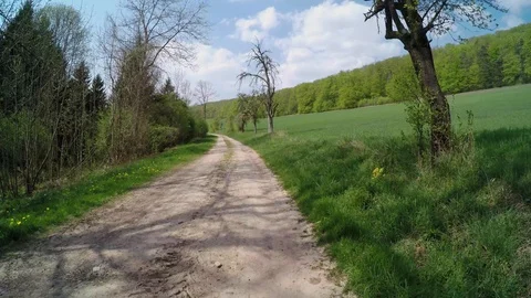 A path in the forest at springtime Stock Footage 129088346