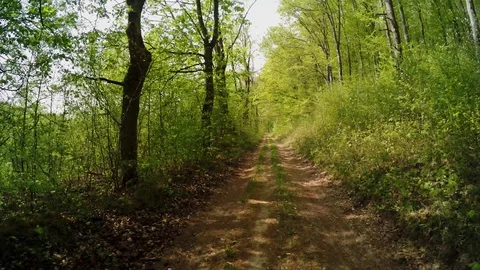 A path in the forest at springtime Stock Footage 129088370