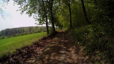 A path in the forest at springtime Stock Footage 129088402