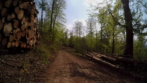 A path in the forest at springtime Stock Footage 129090463