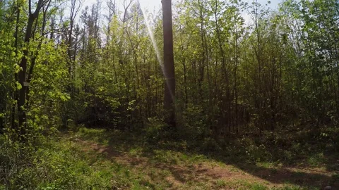 A path in the forest at springtime Stock Footage 129095526