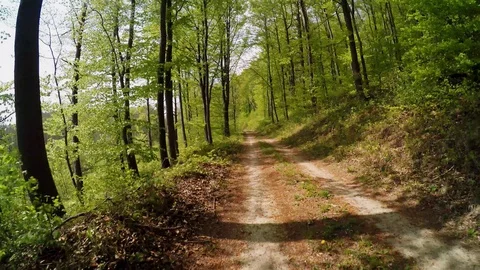 A path in the forest at springtime Stock Footage 129095564