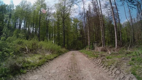 A path in the forest at springtime Stock Footage 129095577
