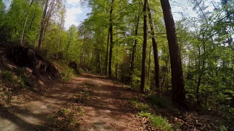 A path in the forest at springtime Stock Footage 129095640