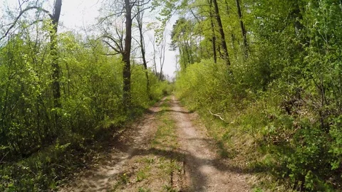 A path in the forest at springtime Stock Footage 129095644