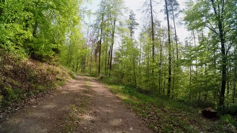 A path in the forest at springtime Stock Footage 129100659
