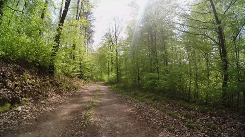 A path in the forest at springtime Stock Footage 129100666