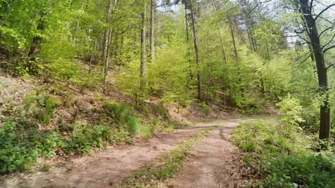 A path in the forest at springtime Stock Footage 129100668