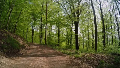 A path in the forest at springtime Stock Footage 129100698