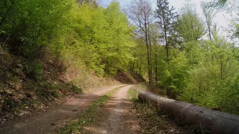 A path in the forest at springtime Stock Footage 129105415