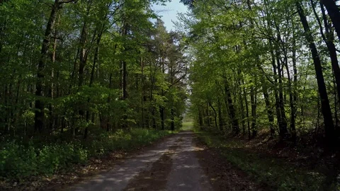 A path in the forest at springtime Stock Footage 129105711