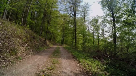A path in the forest at springtime Stock Footage 129105729